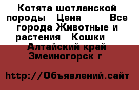 Котята шотланской породы › Цена ­ 40 - Все города Животные и растения » Кошки   . Алтайский край,Змеиногорск г.